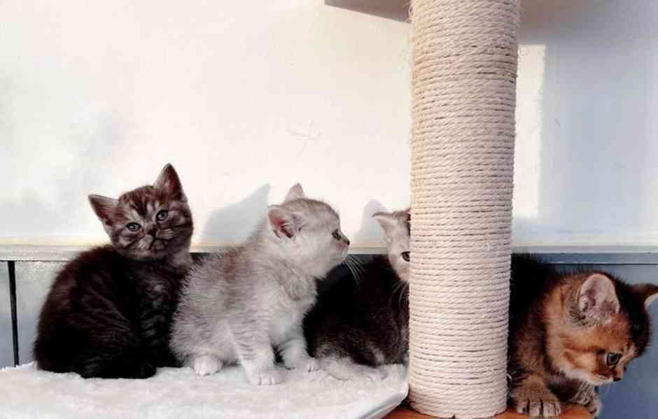 Britské krátkosrsté kočky - foto 6