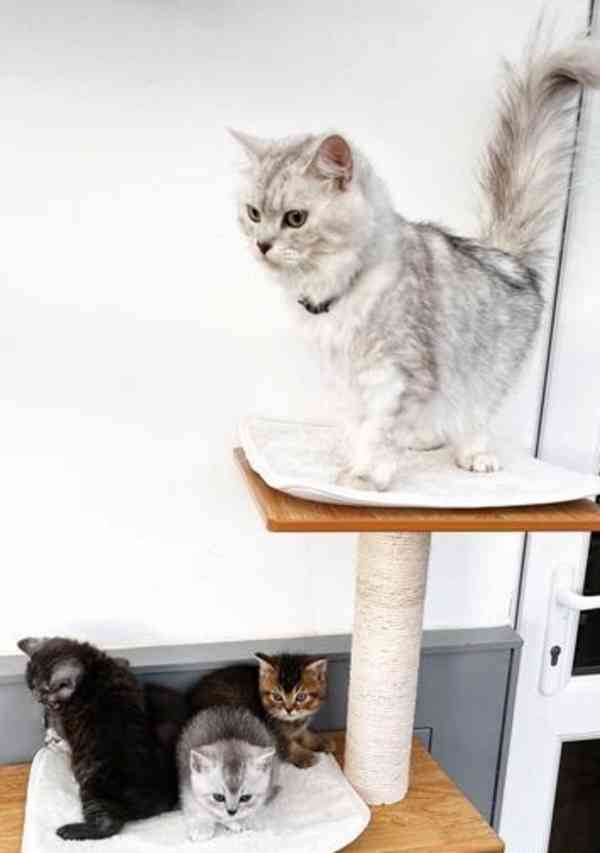 Britské krátkosrsté kočky - foto 5