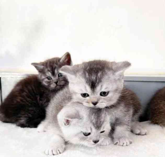 Britské krátkosrsté kočky - foto 7