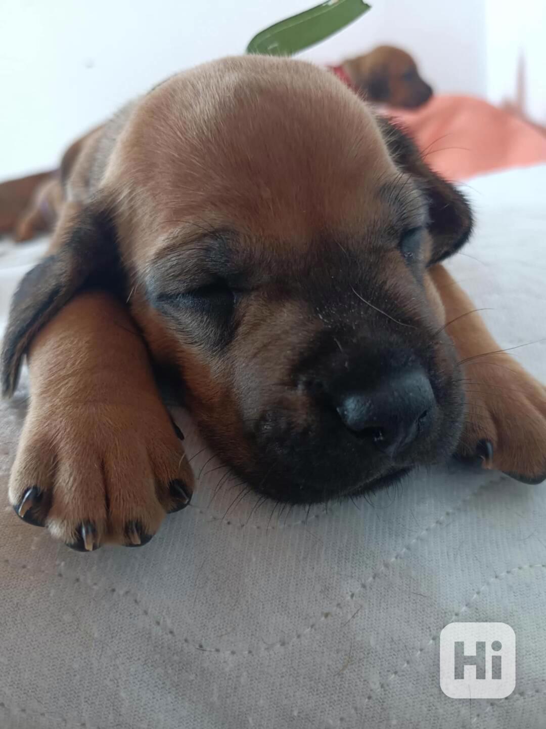 Rhodéský ridgeback s PP - foto 1