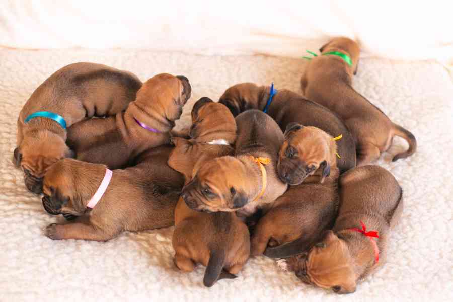 Rhodéský ridgeback s PP - foto 6