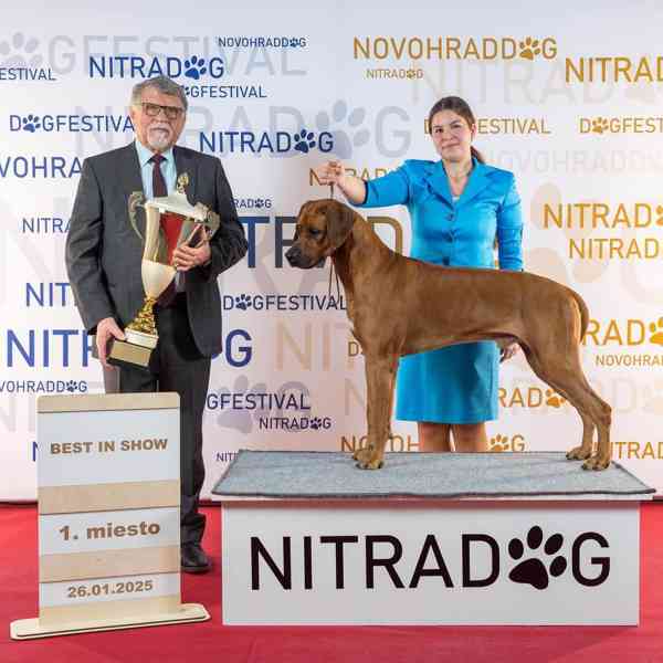 Rhodéský ridgeback s PP - foto 3