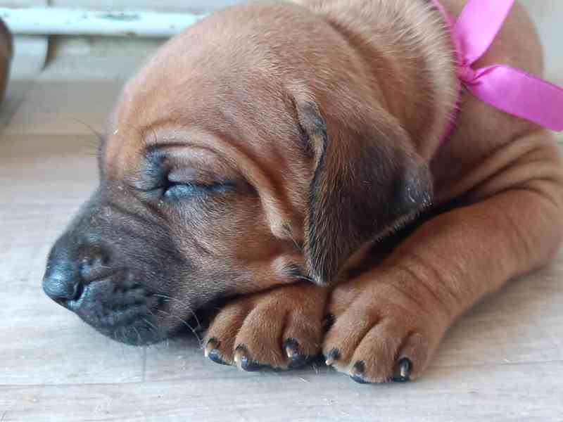 Rhodéský ridgeback s PP - foto 7