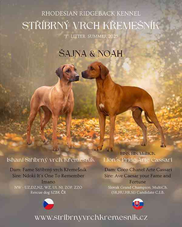 Rhodéský ridgeback s PP - foto 5