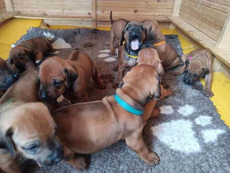 Rhodéský ridgeback s PP - foto 2