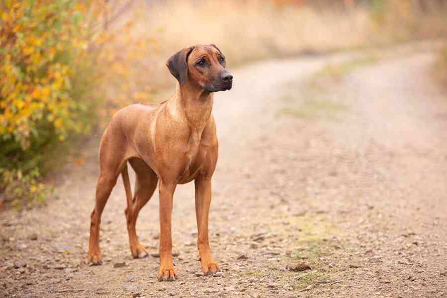 Rhodéský ridgeback s PP - foto 4