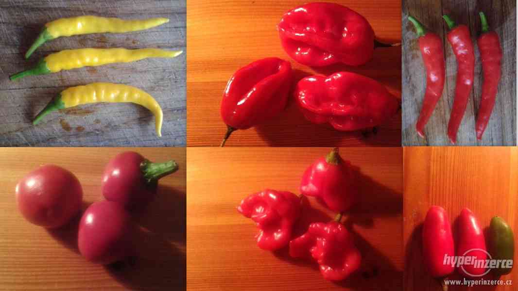 Chilli papričky (semena) - foto 1