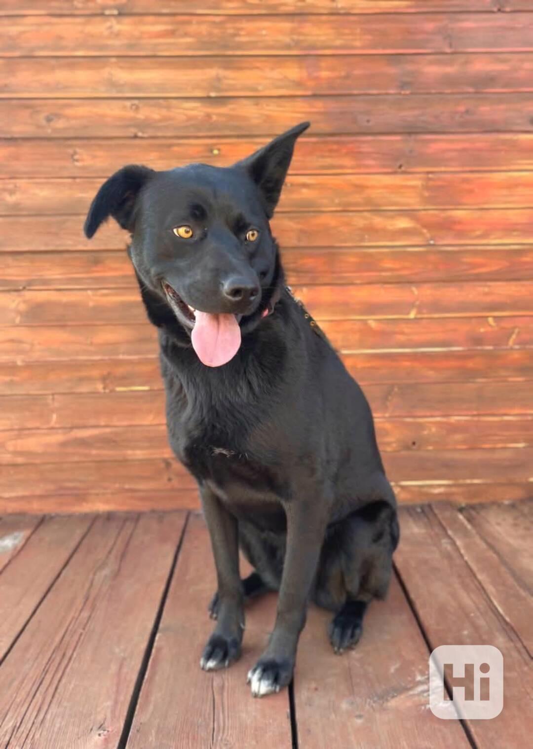 ŠANEL - kastrovaná fenečka 2 roky - foto 1