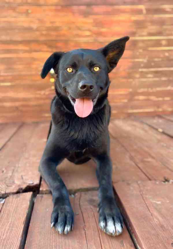 ŠANEL - kastrovaná fenečka 2 roky - foto 2