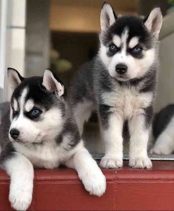 krásná štěňátka sibiřského huskyho k adopci - foto 1