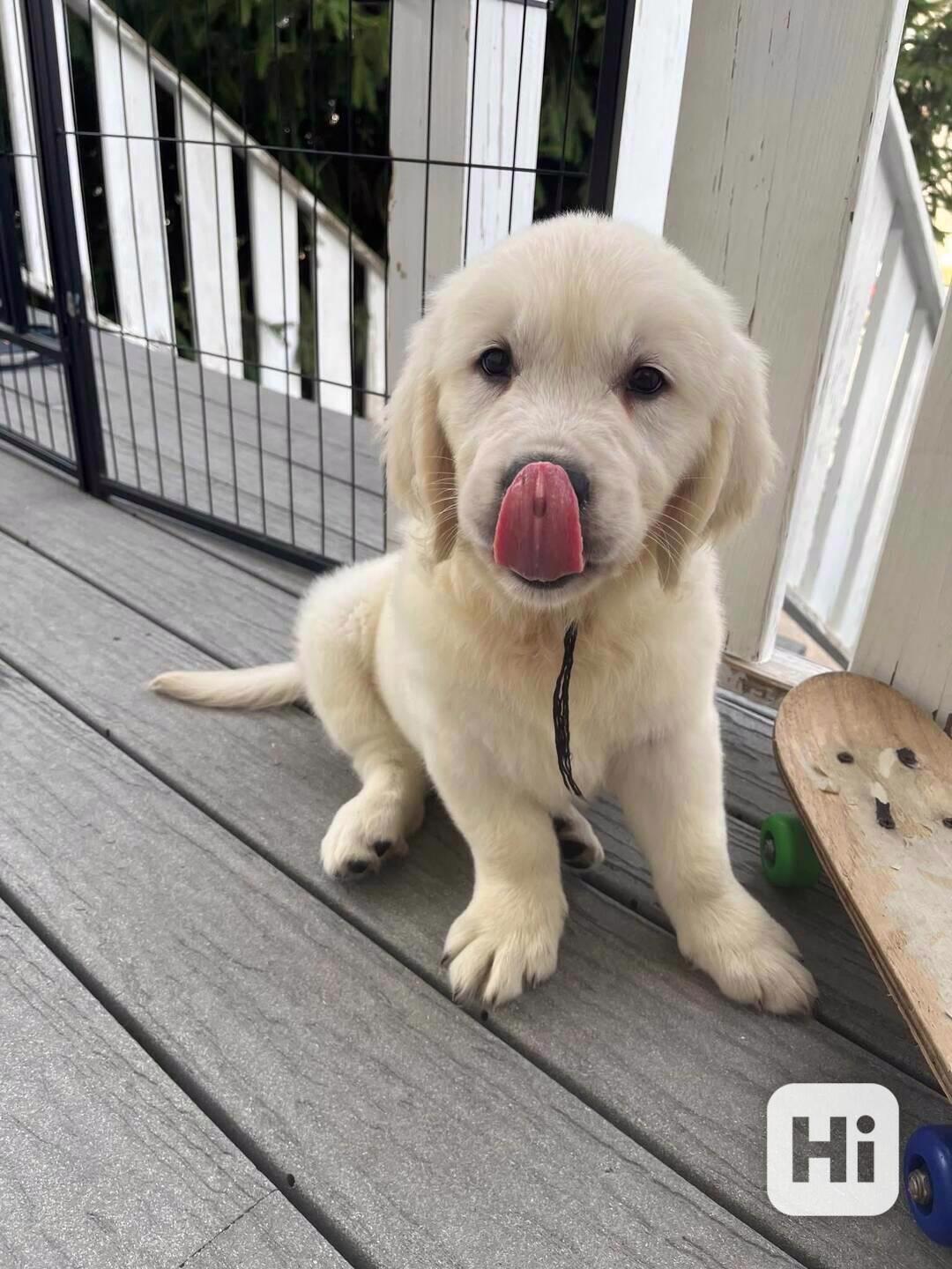 zlatého retrívra k dispozici vánoční štěňátka - foto 1