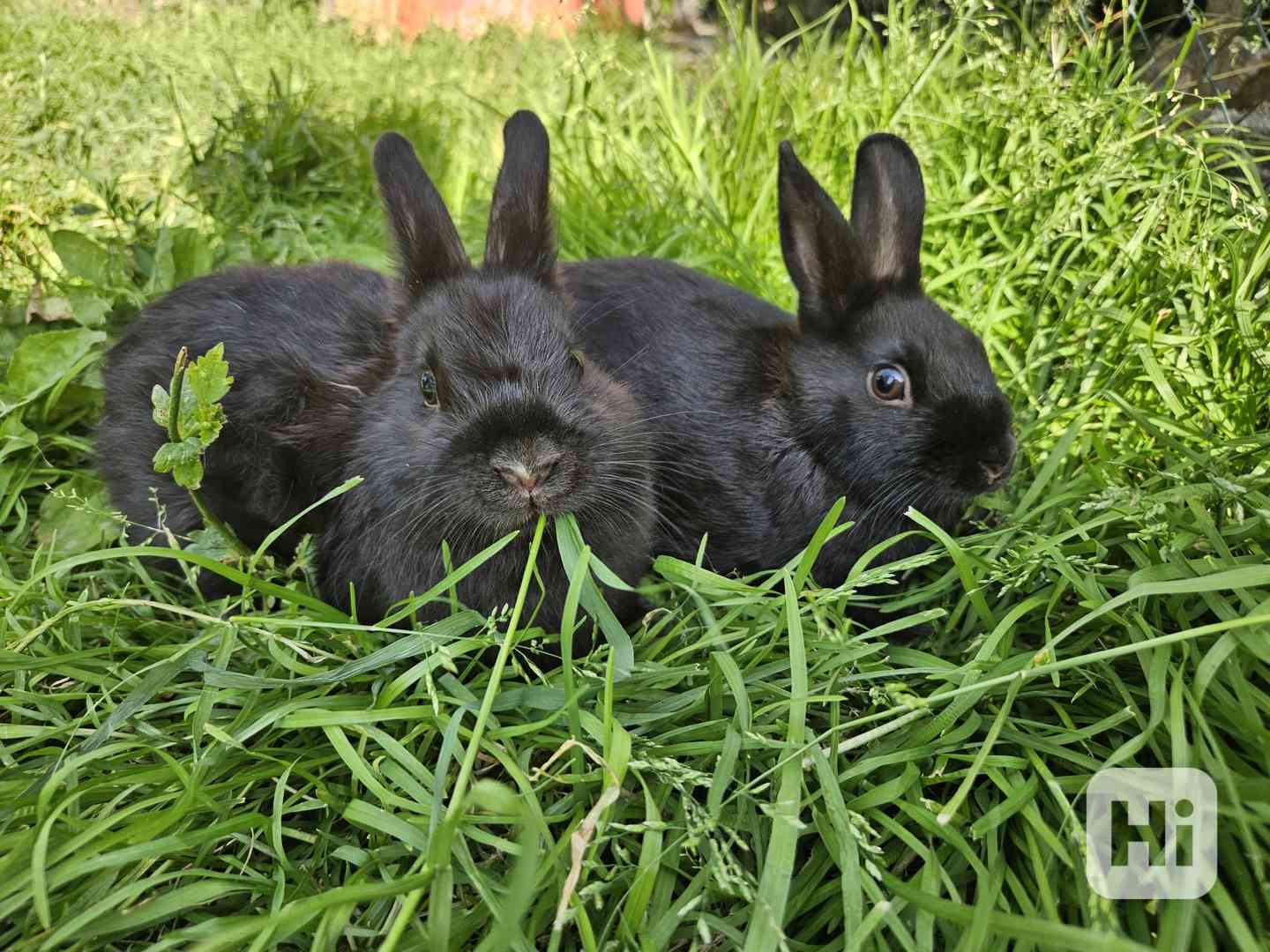 Zakrslý králíček  - foto 1