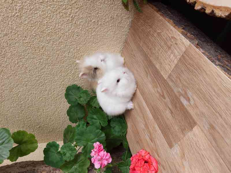 Zakrslý králík TEDDY gen - bílý modrooký sameček - foto 1