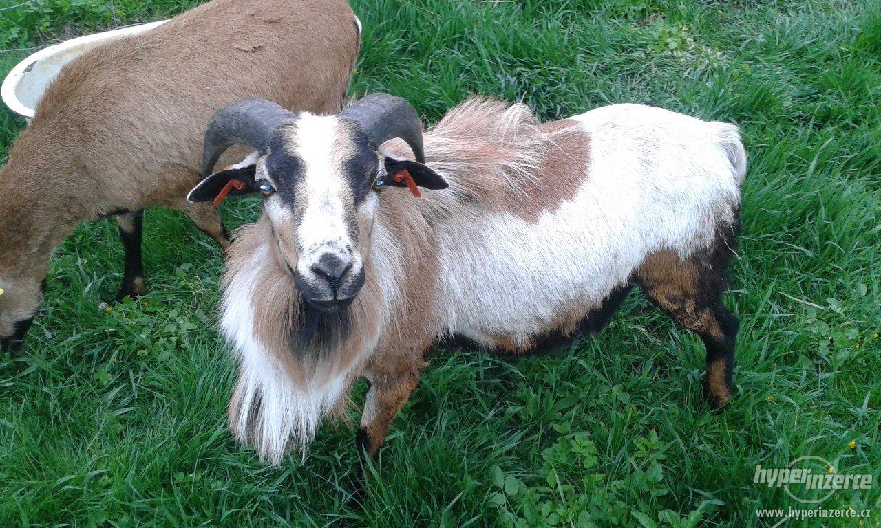 Kamerunská ovce - foto 1