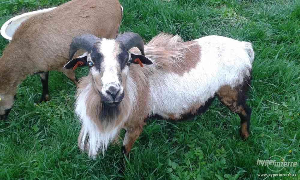 Kamerunská ovce - foto 1