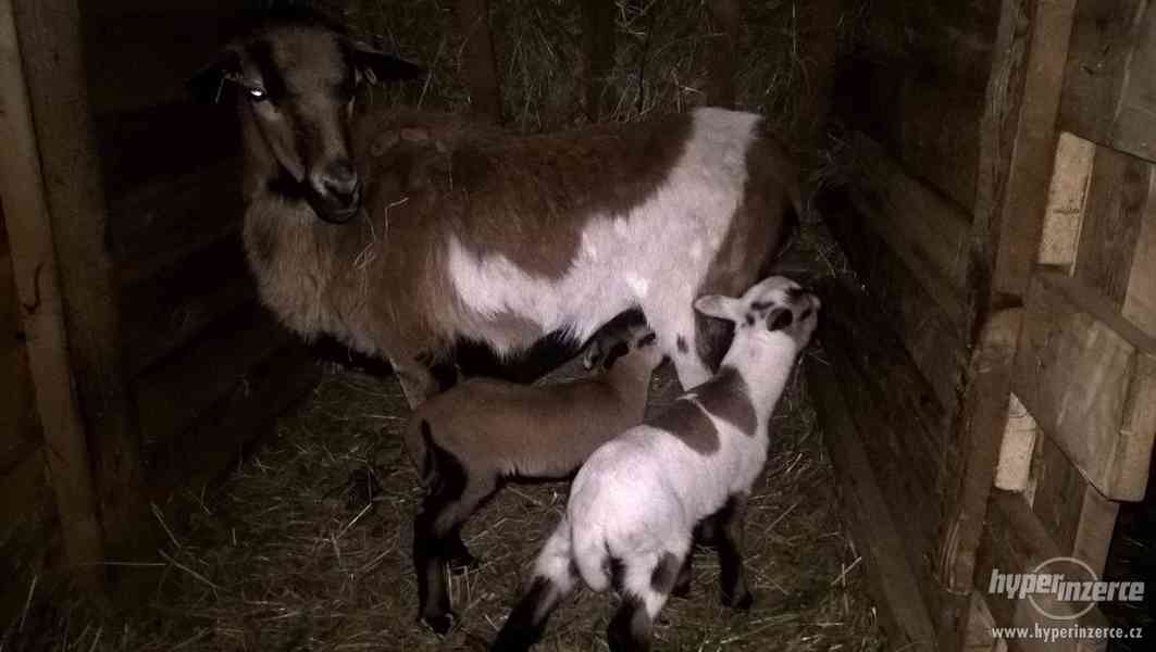 Kamerunská ovce - foto 2