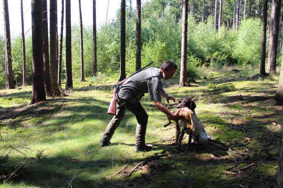 Německý ohař krátkosrstý - foto 2