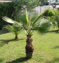 Palma Washingtonia Robusta - naklíčená semena - foto 1