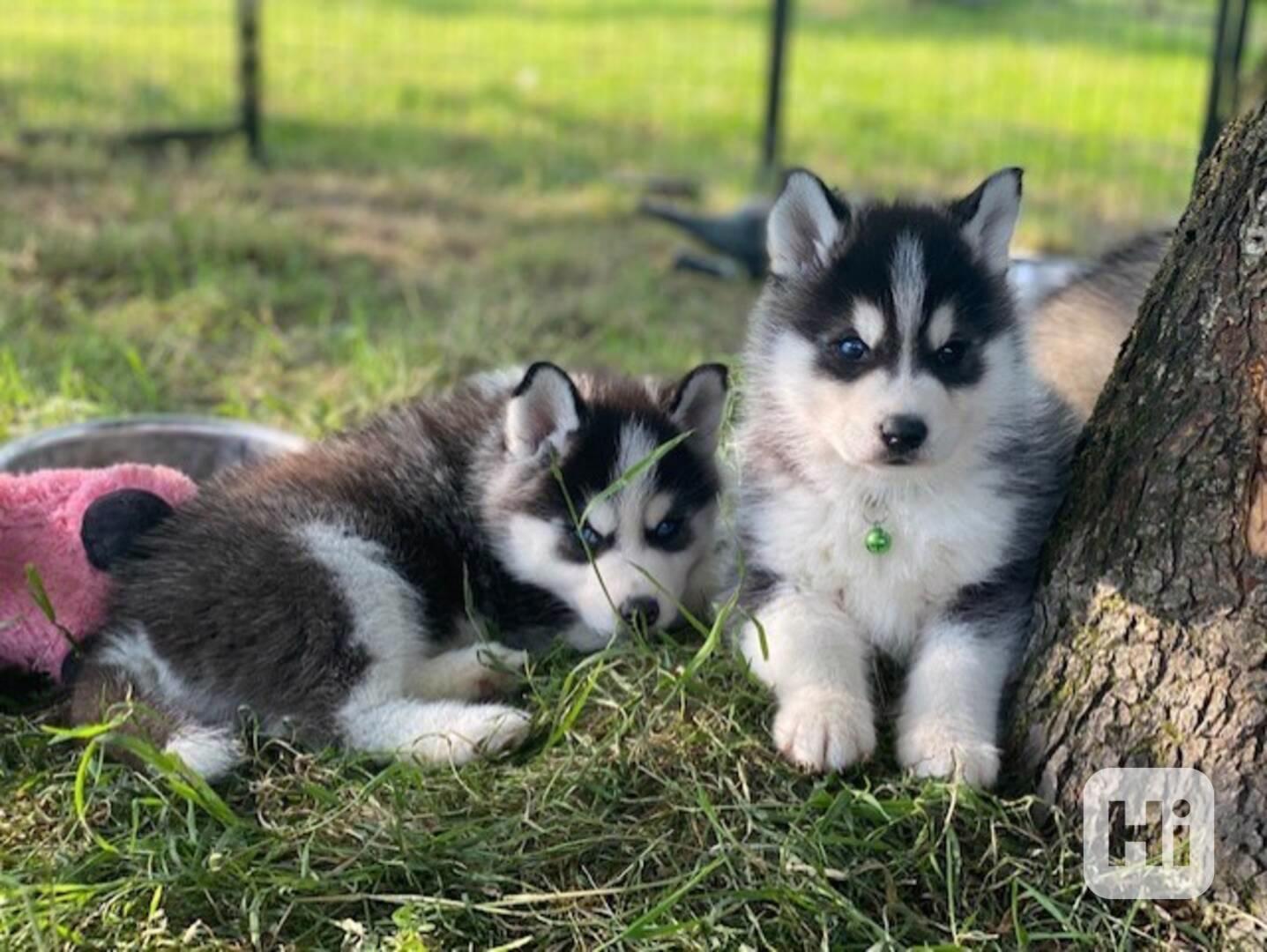 Krásná štěňátka pomsky připravená k adopci.. - foto 1