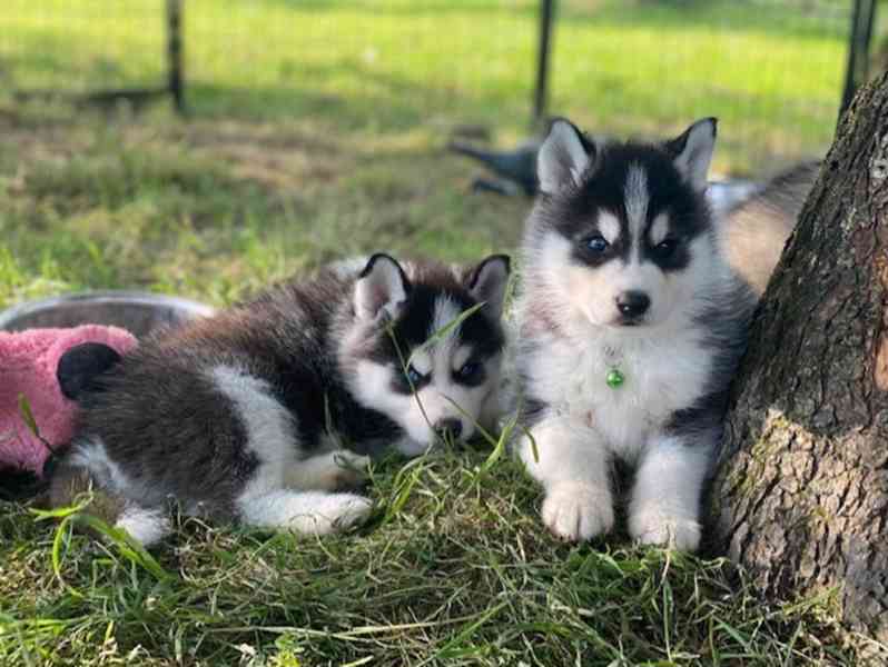 Krásná štěňátka pomsky připravená k adopci.. - foto 1