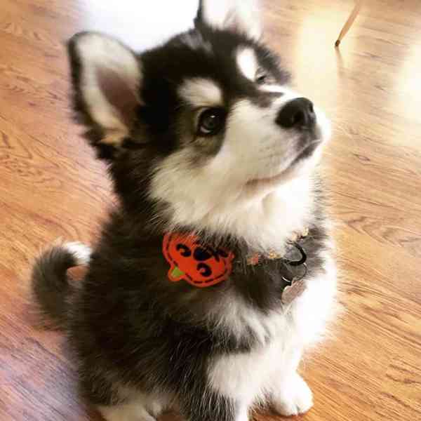 Krásná štěňátka pomsky připravená k adopci.. - foto 2