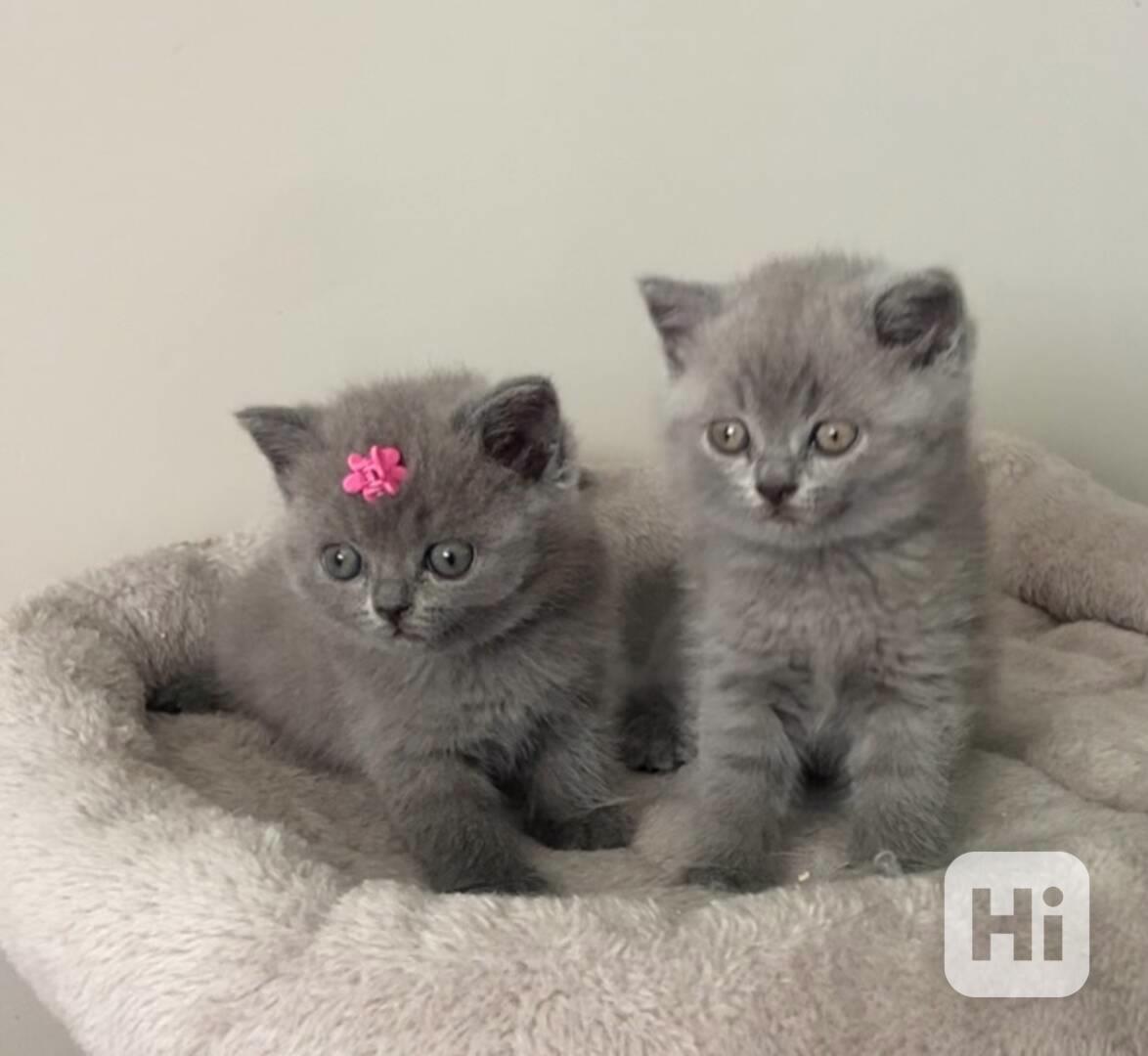 Modré kotě skotského klapoucha na prodej - foto 1