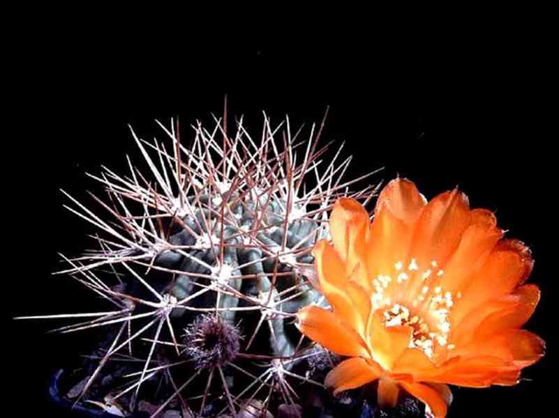 semena kaktusu Acanthocalycium violaceum  - foto 1