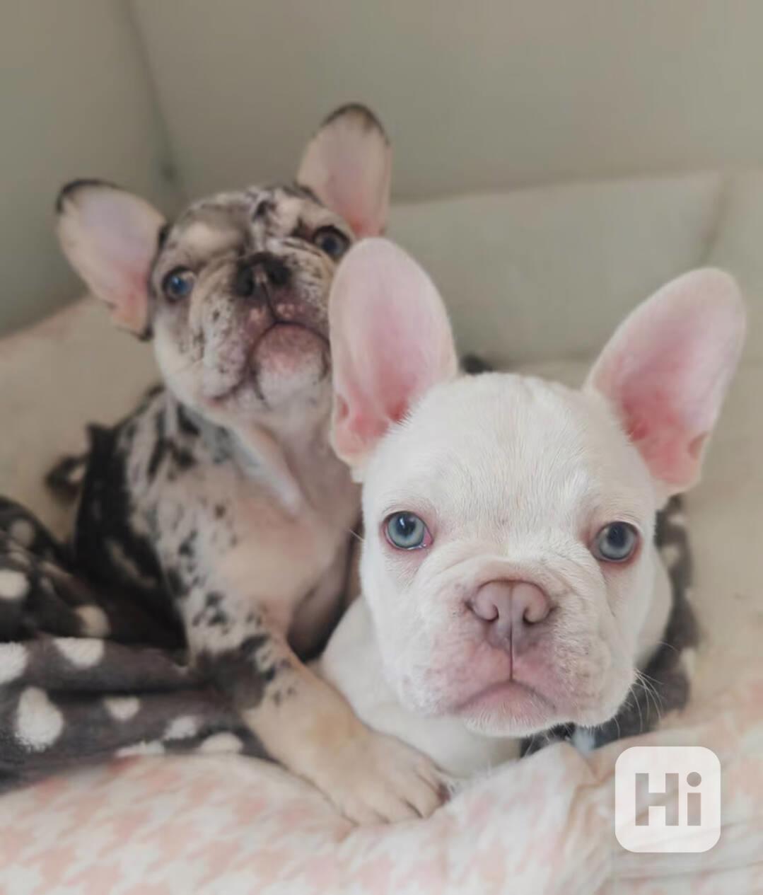 Čivava, chihuahua - foto 1