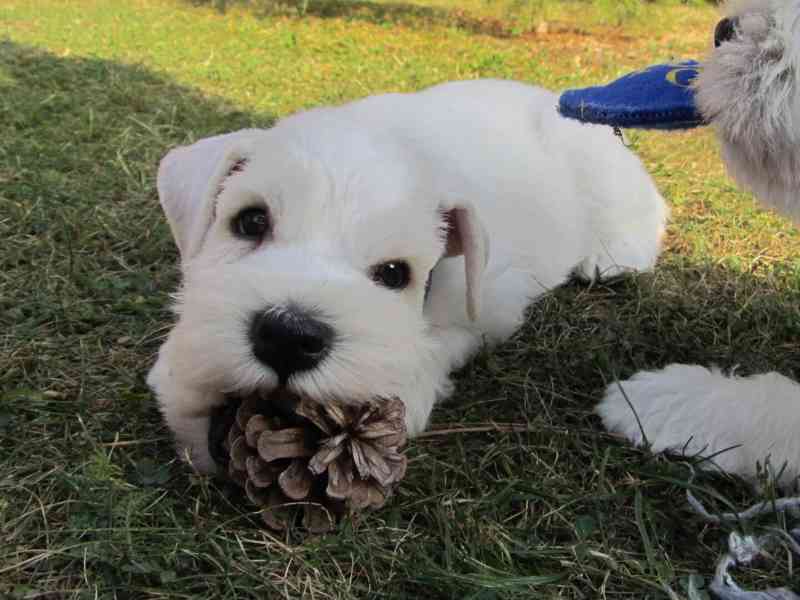 Knírač malý bílý - štěňátka s PP - foto 11