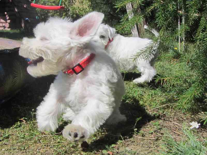 Knírač malý bílý - štěňátka s PP - foto 37