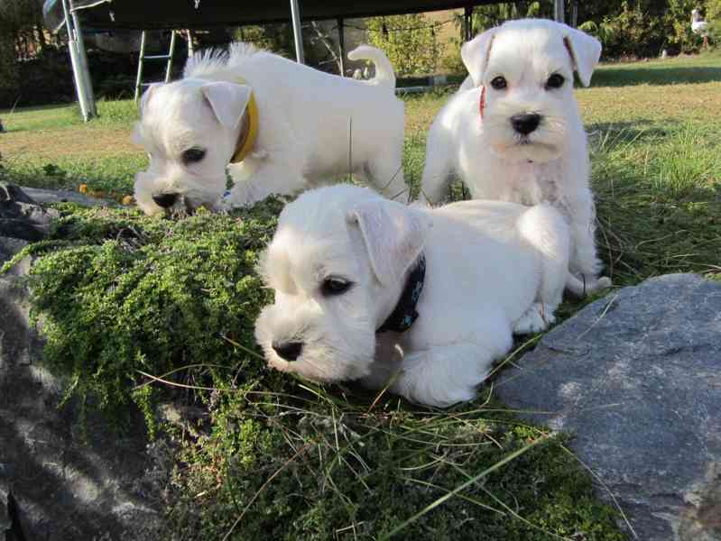 Knírač malý bílý - štěňátka s PP - foto 15