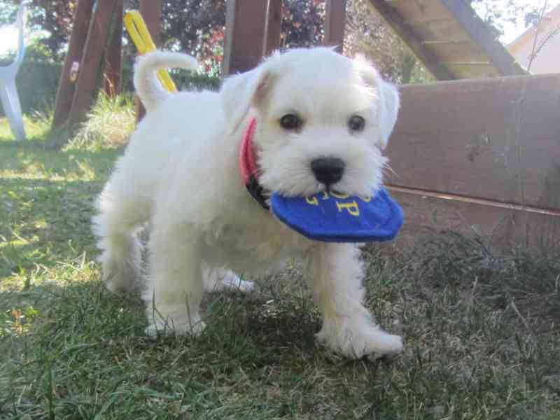 Knírač malý bílý - štěňátka s PP - foto 39