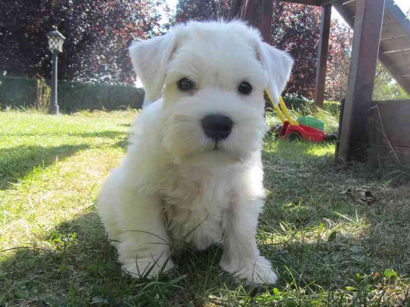 Knírač malý bílý - štěňátka s PP - foto 40