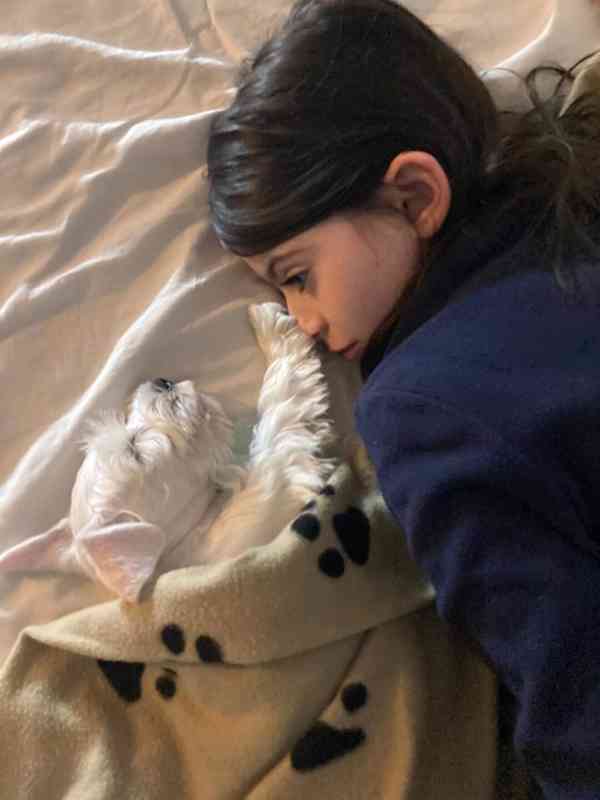 Knírač malý bílý - štěňátka s PP - foto 29