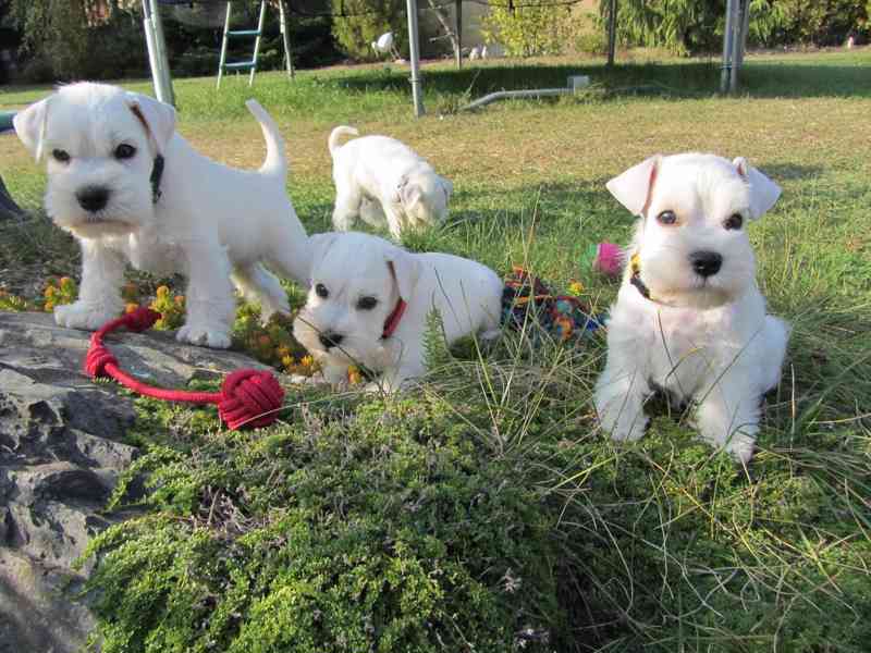 Knírač malý bílý - štěňátka s PP - foto 16