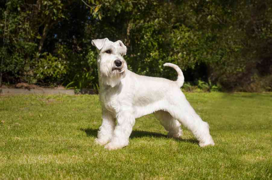 Knírač malý bílý - štěňátka s PP - foto 33