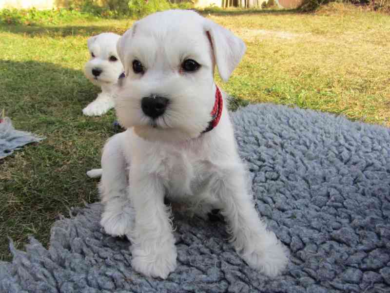 Knírač malý bílý - štěňátka s PP - foto 17