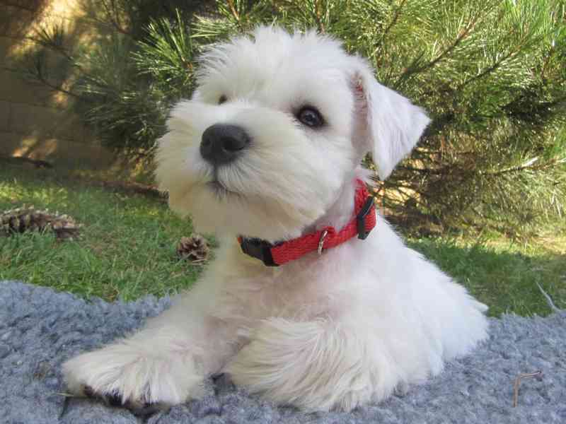 Knírač malý bílý - štěňátka s PP - foto 41