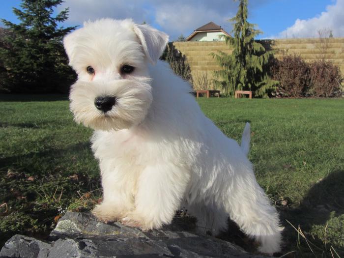 Knírač malý bílý - štěňátka s PP - foto 42