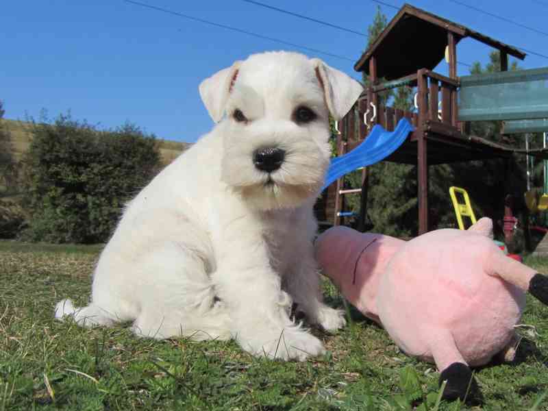 Knírač malý bílý - štěňátka s PP - foto 10