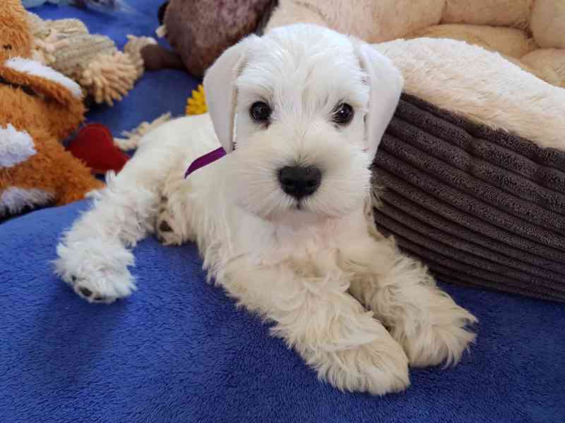 Knírač malý bílý - štěňátka s PP - foto 26