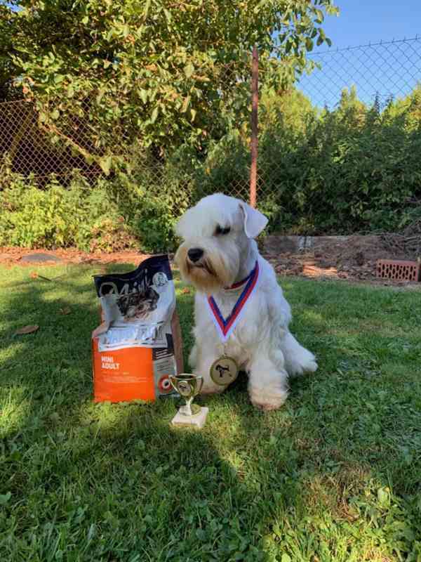 Knírač malý bílý - štěňátka s PP - foto 31