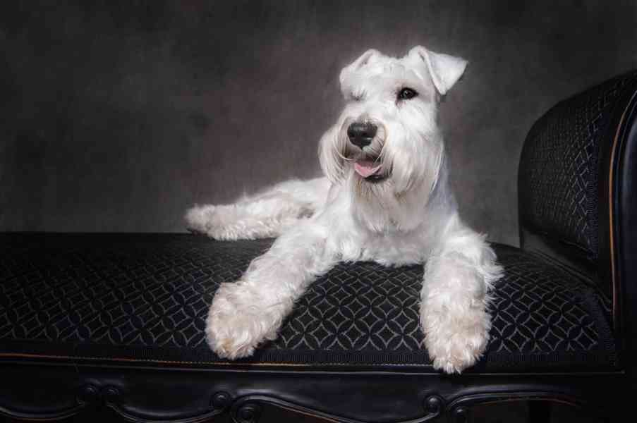 Knírač malý bílý - štěňátka s PP - foto 34