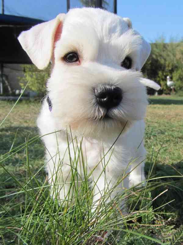 Knírač malý bílý - štěňátka s PP - foto 12