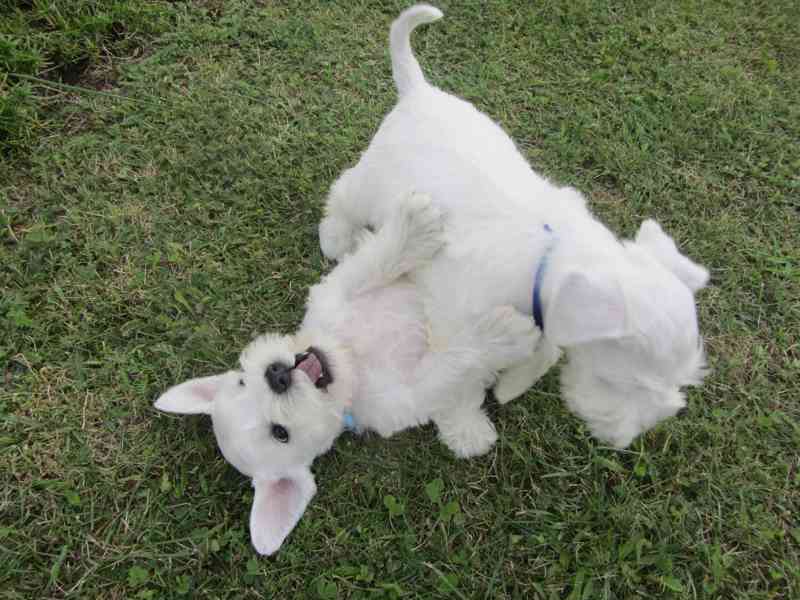 Knírač malý bílý - štěňátka s PP - foto 19