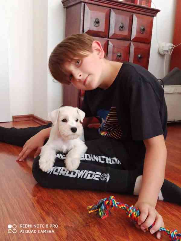 Knírač malý bílý - štěňátka s PP - foto 5