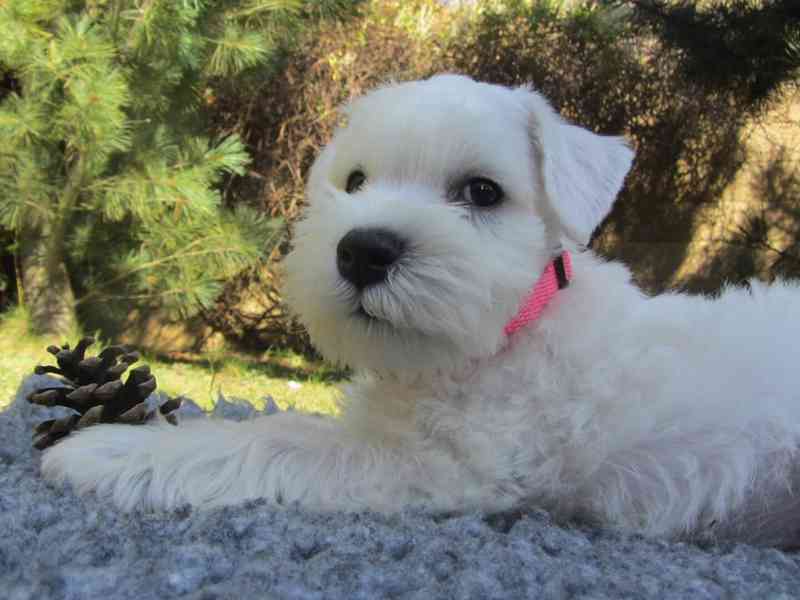 Knírač malý bílý - štěňátka s PP - foto 38