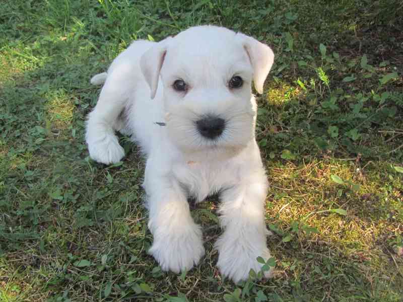 Knírač malý bílý - štěňátka s PP - foto 23