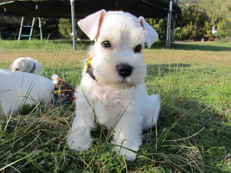 Knírač malý bílý - štěňátka s PP - foto 13