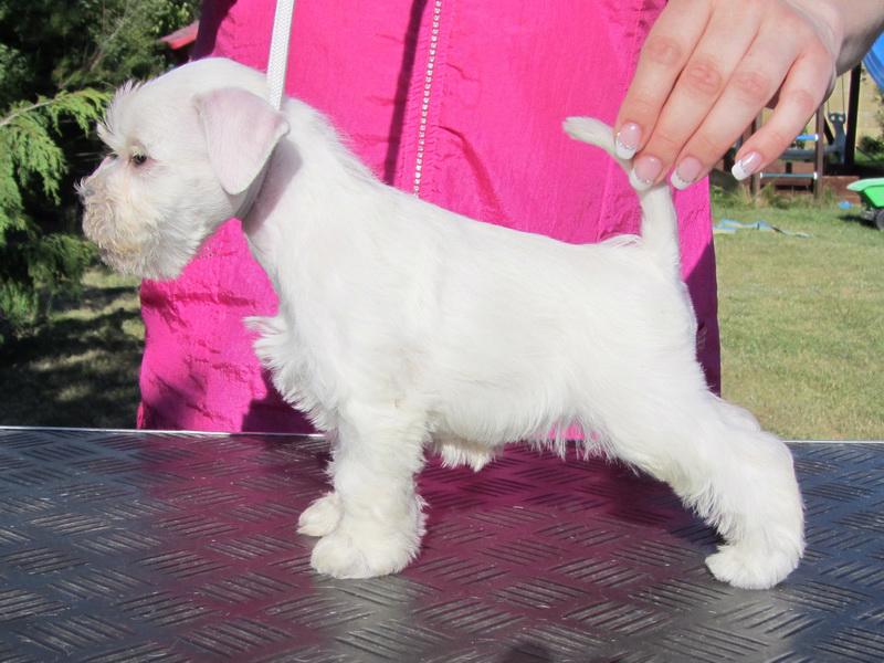 Knírač malý bílý - štěňátka s PP - foto 30